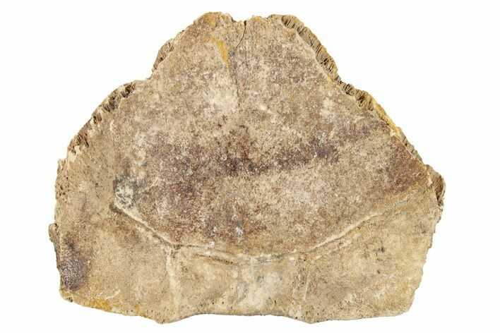 Pleistocene Fossil Tortoise (Gopherus) Nuchal Scute - Florida #265358